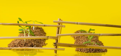 Image showing vegetable patches behind a fence