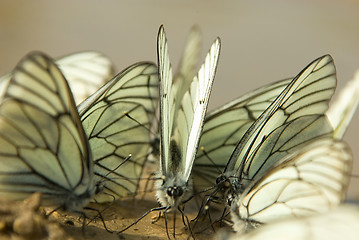 Image showing Aporia crataegi 