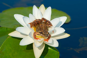 Image showing Tsarevna -  frog