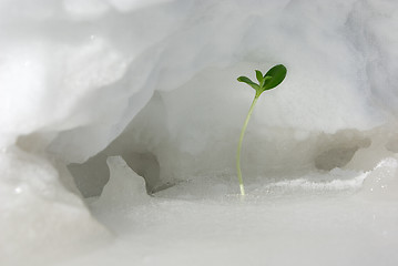 Image showing Green sprout on snow 