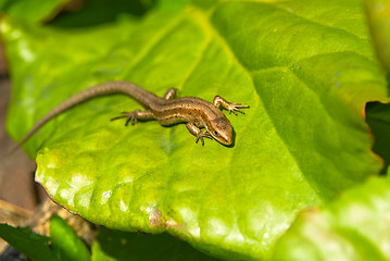 Image showing lizard