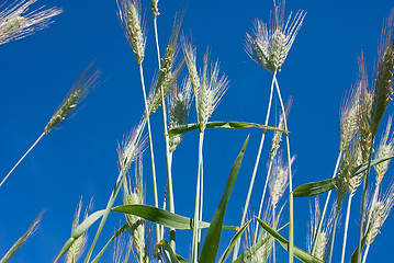 Image showing wheat