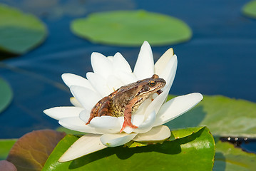 Image showing Tsarevna -  frog