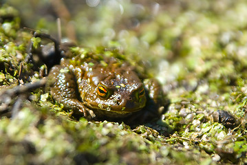 Image showing toad 