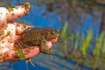 Image showing toad 