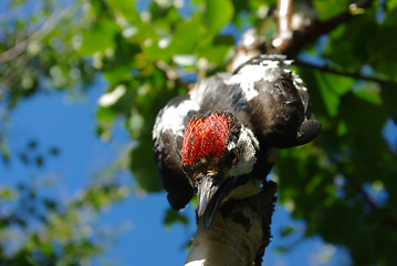 Image showing Improbable woodpecker 