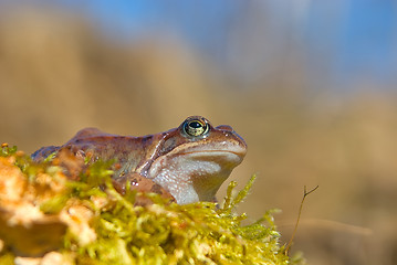 Image showing moor frog 