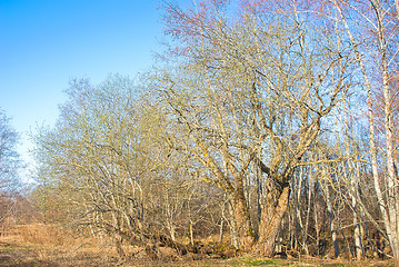 Image showing Late autumn