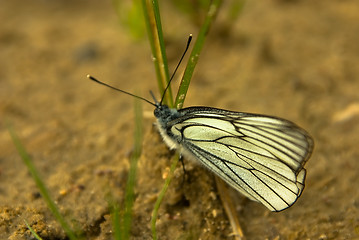 Image showing Aporia crataegi 