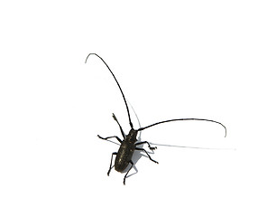 Image showing capricorn beetle 