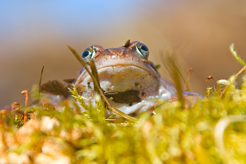 Image showing moor frog 