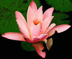 Image showing Water Lily Glory