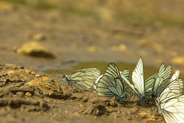 Image showing Aporia crataegi 