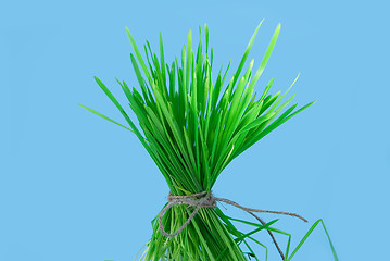 Image showing Bunch of grass 