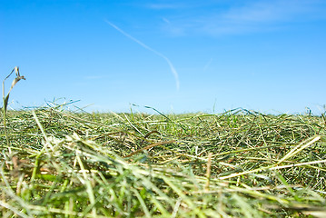 Image showing just oblique hay