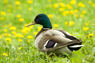 Image showing Male of  mallard