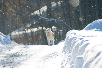 Image showing Snow dog