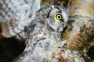 Image showing Owl (Aegolius funereus)