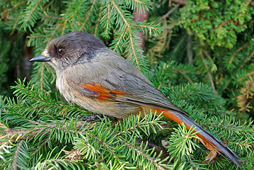 Image showing Siberian jay 