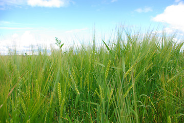 Image showing In fields