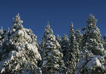 Image showing Snowy treetops