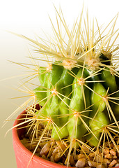 Image showing Cactus Color Background