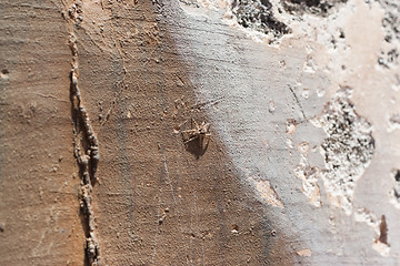 Image showing Spider On a Wall