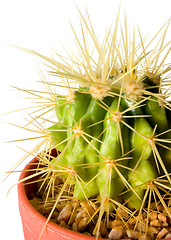 Image showing Cactus