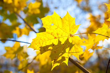 Image showing Beautiful autumn colors