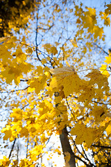 Image showing Maple tree in autumn colors