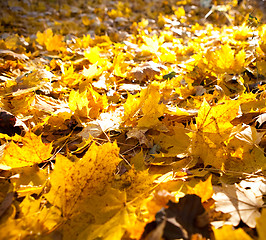 Image showing Autumn leaves