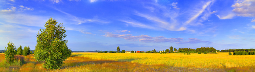 Image showing Panoramic rural landscape with birch and picturesque sky