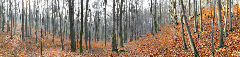 Image showing Small valley in autumn beech forest