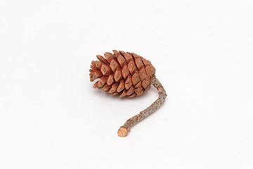 Image showing Mediterranean pine tree cone isolated 