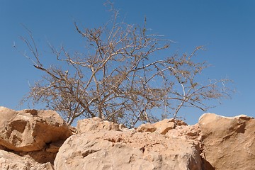 Image showing Dry acacia tree in the desert on sky background