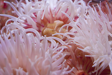 Image showing Sea anemones