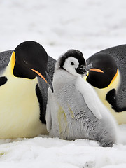 Image showing Emperor Penguin