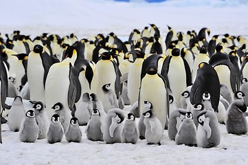 Image showing Emperor Penguin