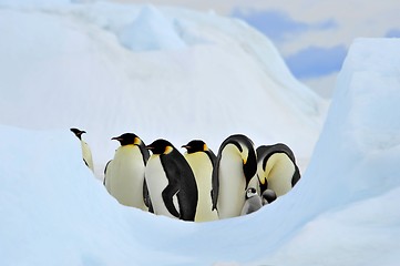 Image showing Emperor Penguin