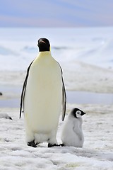 Image showing Emperor Penguin