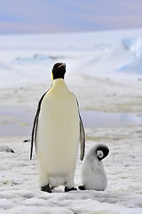 Image showing Emperor Penguin