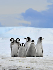 Image showing Emperor Penguin