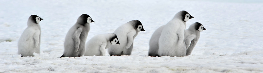 Image showing Emperor Penguin