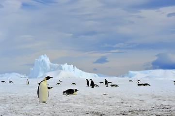 Image showing Emperor Penguin