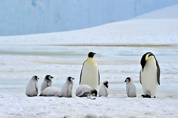 Image showing Emperor Penguin