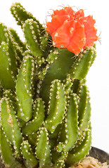 Image showing Cactus