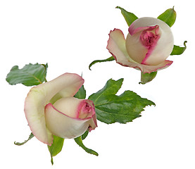 Image showing Beautiful roses