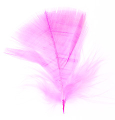 Image showing pink feather