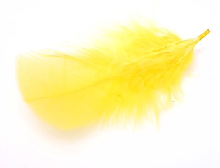 Image showing yellow feather 