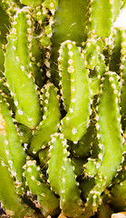 Image showing Cactus - Macro